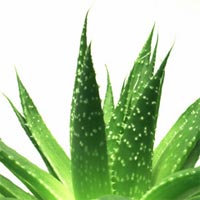 Recettes Beauté naturelles avec de l'aloe vera : peau grasse, gel pour cheveux bouclés, boutons d'acné, , boucler les cheveux